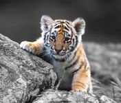 pic for Cute Tiger Cub 